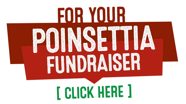 For Your Poinsettia Fundraiser Click Here